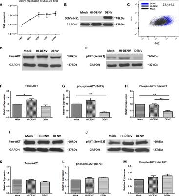 Dengue Virus Dysregulates Master Transcription Factors and PI3K/AKT/mTOR Signaling Pathway in Megakaryocytes